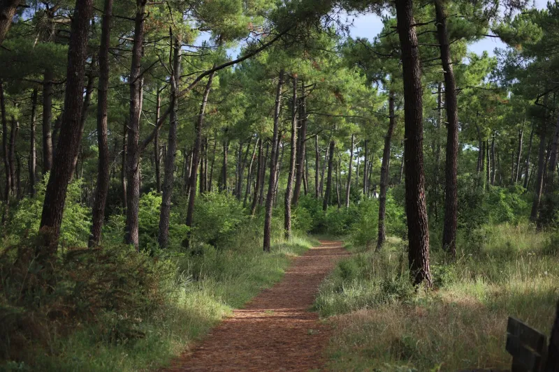 Par les chemins oubliés : à pied à travers les paysages secrets du canton de Cloyes