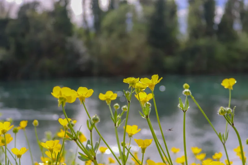 Quand le canton de Cloyes s'éveille : une immersion naturaliste au cœur du printemps en Vallée du Loir